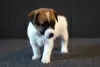 Photo №1. jack russell terrier - for sale in the city of Minsk | 1200$ | Announcement № 17623