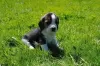 Photo №3. BEAGLE PUPPY FOR ADOPTION. United Kingdom