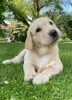 Photo №1. labrador retriever - for sale in the city of Jyväskylä | Is free | Announcement № 128417