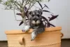 Photo №2 to announcement № 108367 for the sale of standard schnauzer - buy in Serbia 