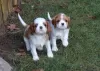 Photo №1. cavalier king charles spaniel - for sale in the city of Florida | 380$ | Announcement № 64611