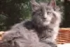 Photo №2 to announcement № 128593 for the sale of maine coon - buy in Finland breeder