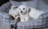 Photo №3. Lovely Bichon Frise puppies . Lithuania