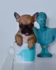 Additional photos: French Bulldog