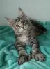 Photo №4. I will sell maine coon in the city of Minsk. private announcement, from nursery, breeder - price - 800$