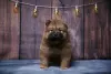 Additional photos: Eurasians (booking puppies)