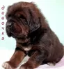 Photo №4. I will sell tibetan mastiff in the city of Москва. private announcement, breeder - price - 1562$