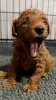 Additional photos: Red Toy Poodle puppies for sale