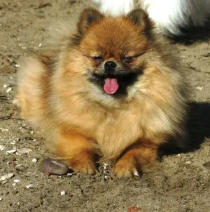 Photo №4. I will sell pomeranian in the city of Dzerzhinsk. from nursery - price - 564$