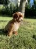 Additional photos: Cavapoo Poodle & Cavalier Beautiful female Welcome!!