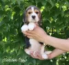 Photo №4. I will sell beagle in the city of Стамбул. from nursery - price - 500$