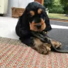 Photo №2 to announcement № 78853 for the sale of english cocker spaniel - buy in Germany private announcement