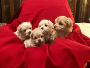 Additional photos: Maltipu puppies! Unique puppies of an amazing breed. Trend of the year!