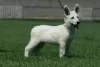 Additional photos: White Swiss Shepherd puppies