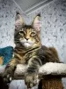 Photo №1. maine coon - for sale in the city of Zell am See | 423$ | Announcement № 97950