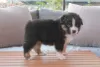 Photo №3. Australian Shepherd Puppies. Austria