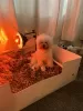 Photo №1. bichon frise - for sale in the city of Nashville | 500$ | Announcement № 101560