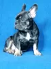 Photo №1. french bulldog - for sale in the city of Nikopol | 500$ | Announcement № 13249