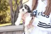 Additional photos: shih tzu puppies available 4 weeks old