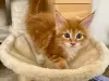 Photo №1. maine coon - for sale in the city of Chemnitz | Is free | Announcement № 123650