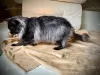 Photo №2 to announcement № 10643 for the sale of maine coon - buy in Belarus private announcement