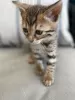 Photo №2 to announcement № 11504 for the sale of bengal cat - buy in Germany 