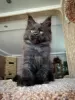 Photo №3. Adorable Maine coon kittens available now for sell. Austria