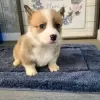 Photo №1. welsh corgi - for sale in the city of Jastrzębia Góra | 412$ | Announcement № 13595