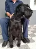 Photo №4. I will sell giant schnauzer in the city of Нови Сад. private announcement - price - 1195$