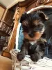 Additional photos: Yorkshire Terrier