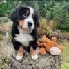 Photo №1. bernese mountain dog - for sale in the city of Patras | 317$ | Announcement № 78614