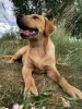 Photo №3. Labrador puppies. Belarus