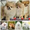 Photo №1. pomeranian - for sale in the city of Barcin | 1010$ | Announcement № 94306