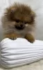 Photo №4. I will sell pomeranian in the city of Belgrade.  - price - Is free