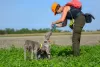 Additional photos: Weimaraner puppy