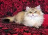 Photo №4. I will sell british longhair in the city of Yeisk. breeder - price - 700$