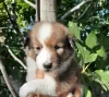 Additional photos: Selling 2 boys sheltie