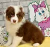 Photo №1. australian shepherd - for sale in the city of Differdange | Is free | Announcement № 120971