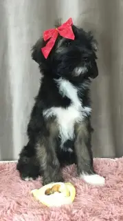 Photo №3. Tibetan Terrier. Puppies. Russian Federation