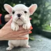 Additional photos: Beautiful french bulldog puppies for sale male and female