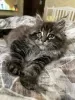 Photo №2 to announcement № 15903 for the sale of maine coon - buy in Ukraine from nursery