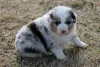 Photo №2 to announcement № 110084 for the sale of australian shepherd - buy in United States 