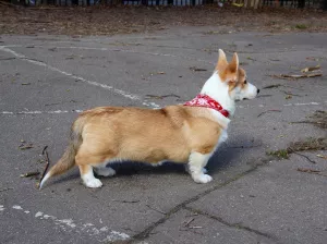 Additional photos: Girl Welsh Corgi Pembroke