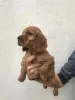 Additional photos: American cocker spaniel 4 females 1 male A quality puppies