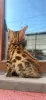 Additional photos: Wonderful Bengal kittens