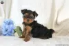 Photo №4. I will sell yorkshire terrier in the city of Goslar.  - price - 400$