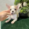 Photo №2 to announcement № 116103 for the sale of chihuahua - buy in Estonia private announcement