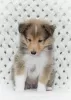 Photo №3. sheltie puppy. Russian Federation