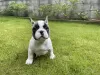 Photo №3. 4 French Bulldog Pup's. United States