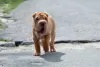 Photo №2 to announcement № 12626 for the sale of shar pei - buy in Finland breeder